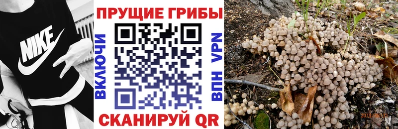 закладки  Сольцы  OMG ТОР  Псилоцибиновые грибы ЛСД 